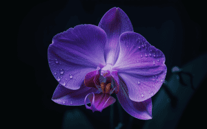 PURPLE in Different Languages: 242+ Global Translations - TheTalkList